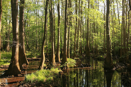 Congaree National Park
